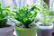 Home plant.Aspidistra. A plant in green pot on a white background. Green plant
