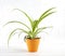 Home plant chlorophytum in an orange pot