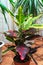 Home plant Croton in a pot