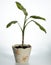 Home plant (Dieffenbachia picta)