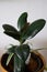 Home plant ficus or rubber plant. Dusty and neglect concept of indoor plants