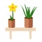 Home plant in flowerpot on brown table.Spring colorful flowers in pots. A creative vector illustration with white background