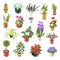 Home plant for green home decoration isometric icon set