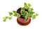 Home plant Hedera