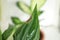 Home plant with leaf blight disease on blurred background