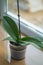 Home plant Orchid flower in a pot Green plant and leaves