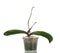 Home plant Orchid flower in a pot Green plant and leaves