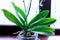 Home plant.Orchid. A plant in a pot on a white background. Green plant and leaves