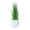 Home Plant in Pot Flat Isolated. Decorative Indoor