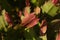 Home plant schlumbergera. succulent red green plant