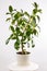 Home plant - Young Ficus elastica potted plants isolated over white.