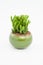 Home planted green succulent plant