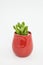 Home planted green succulent plant