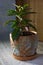 Home planting - Ardisia polycephala, tropical plant cultivating at home. Ardisia plant in clay pot.