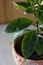 Home planting - Ardisia polycephala, tropical plant cultivating at home. Ardisia plant in clay pot.