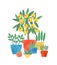 Home plants in ceramic pots flat vector illustration. Lemon tree and succulents. Domestic decorative greenery. Flower