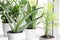 Home plants in different pots on the windowsill: succulents, sansevieria, aloe vera, zamiokulkas, hamedorea or Areca