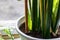 Home plants and flowers on the old windowsill, different vegetation in vintage pots