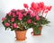 Home plants group (azalea, Cyclamen)