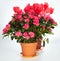 Home plants group (azalea, Cyclamen)