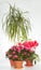 Home plants group (azalea, Dracaena ,Cyclamen)