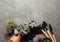 Home plants, pots and gardening tools on grey background