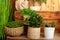 Home plants in straw pot on windowsill of house. concept of home gardening. Collection of various home plants in different pots. A