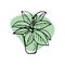 Home plants. Vector houseplants, icons. Linear illustration artistic lines and strokes. Indoor plant ficus in doodle and cartoon