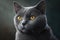 Home portrait of a stunning chartreux gray cat