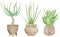 Home Potted green plants isolated on the white background. Watercolor hand drawn set illustration. Indoor decoration.