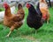 Home poultry chickens grazing and walking outdoors