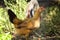 Home poultry farm in Italy. Domestic hens and cockerels walk around the aviary.