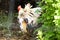 Home poultry farm in Italy. Domestic hens and cockerels walk around the aviary.