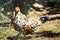 Home poultry farm in Italy. Domestic hens and cockerels walk around the aviary.