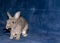 Home Rabbit play with his cap toy