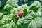 Home Raspberries Garden Bio Plant Stock Photo