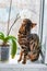 Home red with black spots Bengal cat sitting on a plastic window and sniffs Orchid flower,