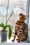 Home red with black spots Bengal cat sitting on a plastic window and sniffs Orchid flower,