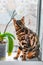 Home red with black spots Bengal cat sitting on a plastic window and sniffs Orchid flower,