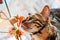 Home red with black spots Bengal cat sitting on a plastic window and sniffs Orchid flower,