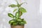 Home or room decorations. Dieffenbachia or dumbcane in the pot