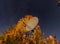 Home satellite dish points to clear starry sky, yellow leaves at birches indicate that autumn came now to Northern Sweden