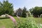 Home Scene with Butterfly Bush