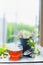 Home scene with Cup of hot herbal tea on window still at nature background, vertical.