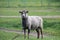 The home sheep is a hoofed mammal of the ram`s genus