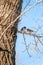 Home sparrows on a poplar branch during the cold winter in Kiev, Ukraine