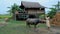 home stay farm between green paddy field in thailand, beautiful farm with green rice field