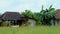 home stay farm between green paddy field in thailand, beautiful farm with green rice field