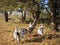 Home turkeys in dry grass , turkeys in the pine forest, pasture of turkeys