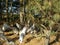 Home turkeys in dry grass , turkeys in the pine forest, pasture of turkeys